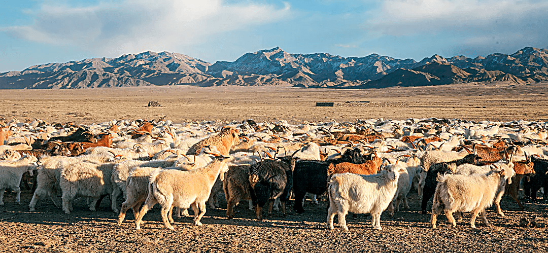 Manada de cabras de cashmere en las estepas de Mongolia
